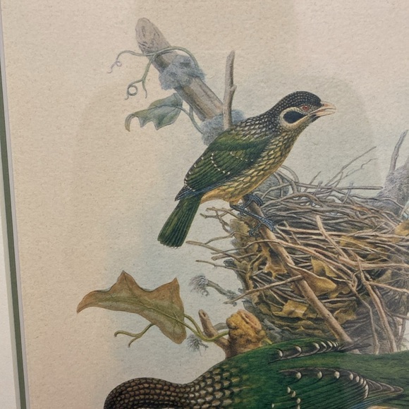 Framed Gould - Spotted
Catbird Art Print - Picture 7 of 16